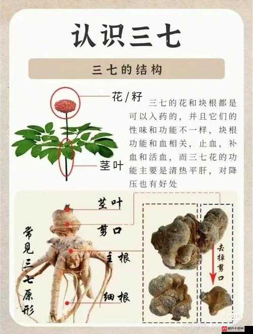 三七大但人文艺术免费：探索其丰富内涵与独特魅力的深度解析